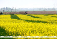 Photo of Spring rapeseed planted on nearly 16% of designated area in Belarus