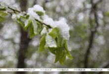 Photo of Spring backslides as wintry weather returns to Belarus | In Pictures | Belarus News | Belarusian news | Belarus today | news in Belarus | Minsk news | BELTA