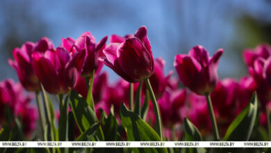 Photo of  Tulip time in Minsk | Belarus News | Belarusian news | Belarus today | news in Belarus | Minsk news | BELTA
